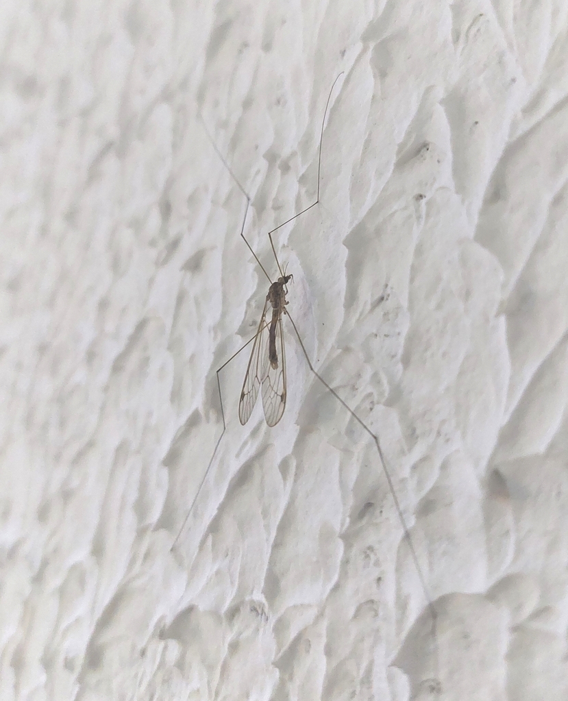 Maekistocera longipennis