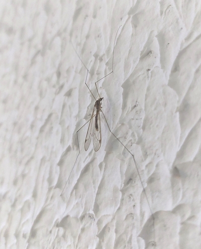 Maekistocera longipennis