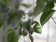 Cynanthus latirostris