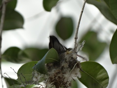 Cynanthus latirostris