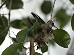 Cynanthus latirostris