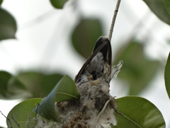 Cynanthus latirostris