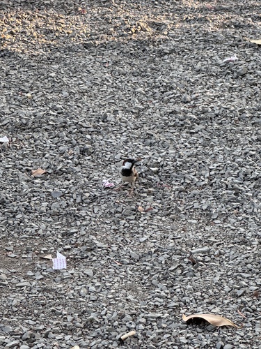 House Sparrow
