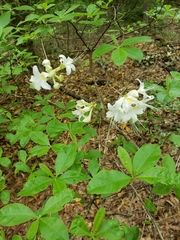 Rhododendron alabamense