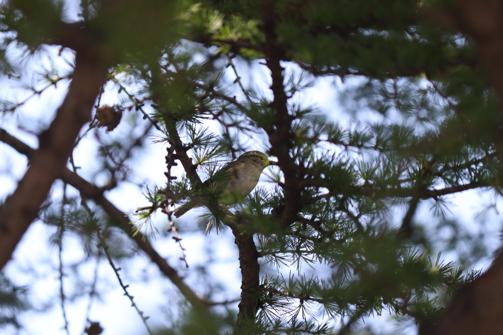 Hume's Leaf Warbler from 中国河北省承德市兴隆县石家庄市 邮政编码: 068259 on June 17, 2021 ...