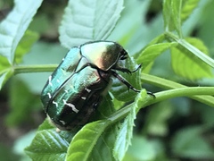Cetonia aurata