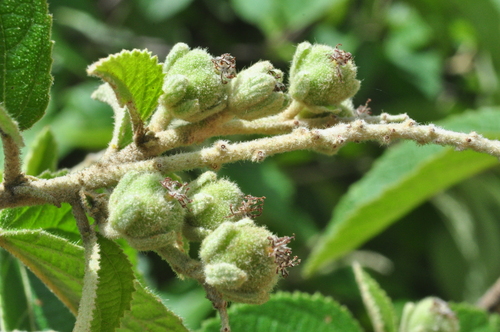 Croton nepetifolius
