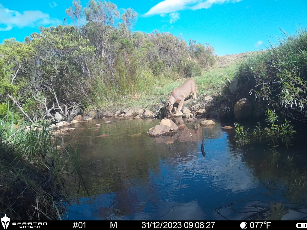 Southern and Eastern African Caracal from Cape Winelands District ...