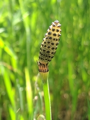 Equisetum laevigatum