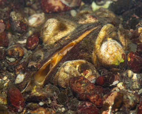 Northern Horse Mussel