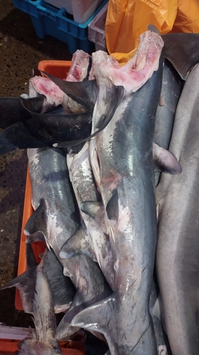 Common Thresher Shark
