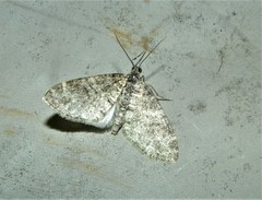 Lobophora halterata