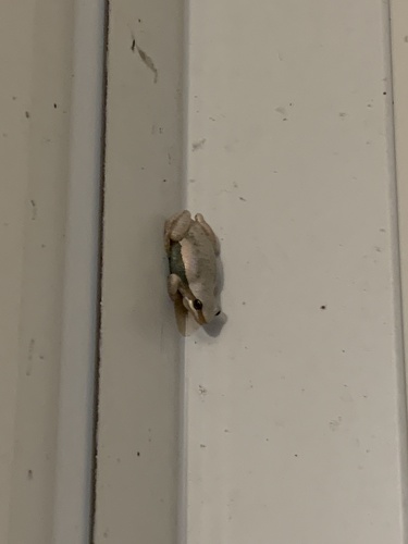 Desert Tree Frog