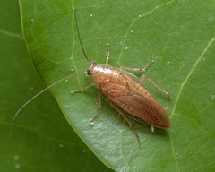 Ectobiidae