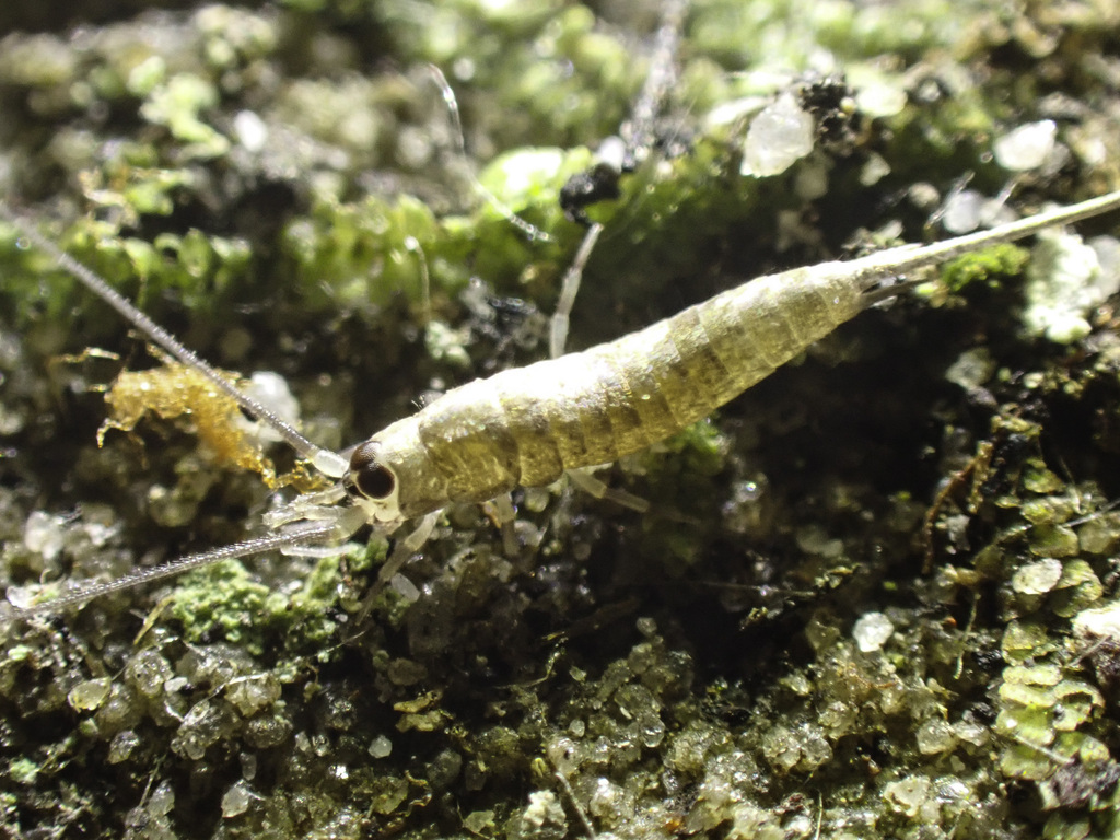 Machilellus