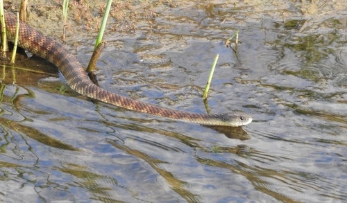 Tiger Snake sighting