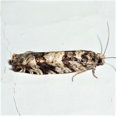 Pseudexentera maracana