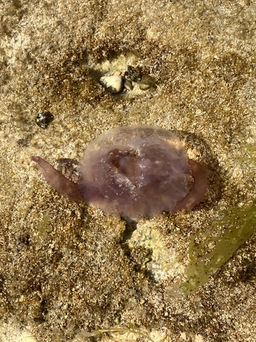 Mauve Stinger (Pelagia noctiluca)