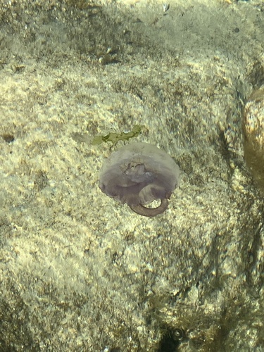 Mauve Stinger (Pelagia noctiluca)