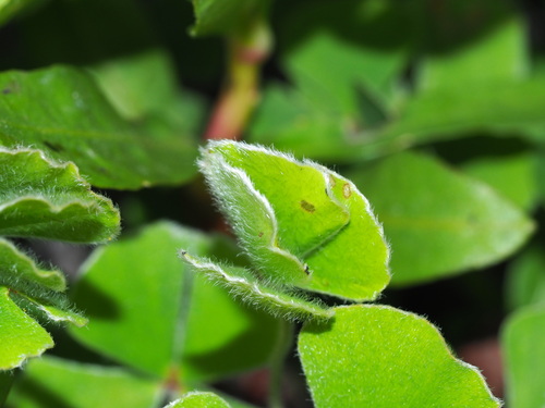 Marsilea macropoda, photograph 5