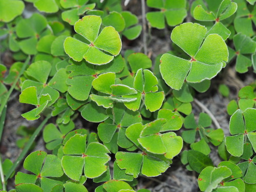 Marsilea macropoda, photograph 3