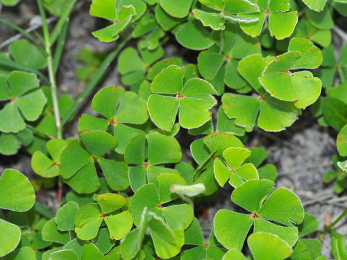 Marsilea macropoda, photograph 4