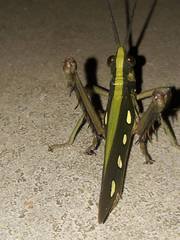 Aeolacris octomaculata