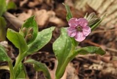 Pulmonaria officinalis