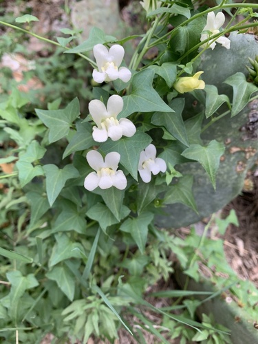 Snapdragon Vine
