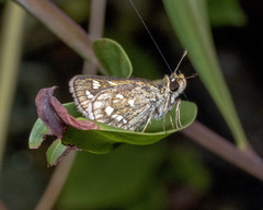 Taractrocera ardonia