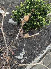 Datura stramonium
