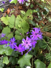 Pericallis × hybrida