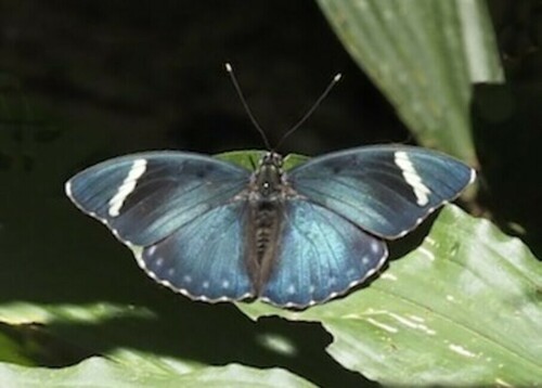 Euphaedra albofasciata