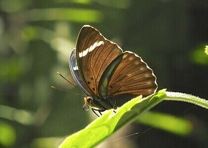 Euphaedra albofasciata