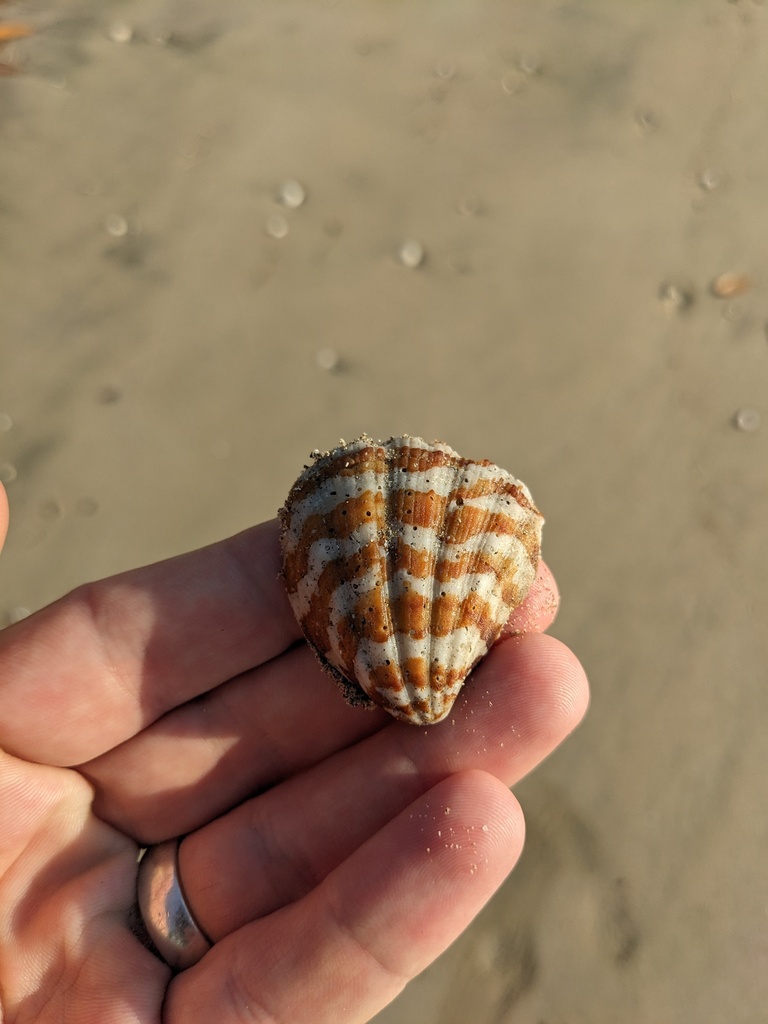 Axinactis inaequalis
