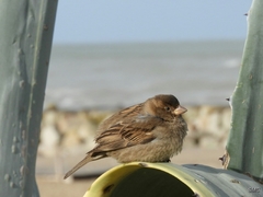 Passer domesticus