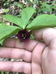 Trillium vaseyi