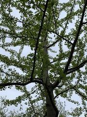 Ginkgo biloba