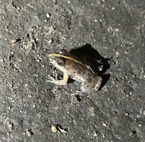 Fejervarya limnocharis