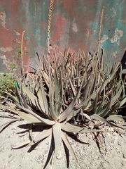 Aloe vera