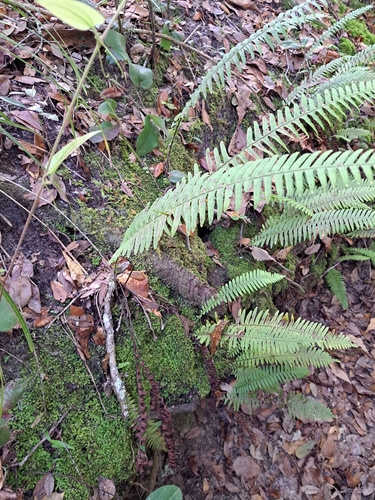 Image of Pecluma plumula by no rights reserved