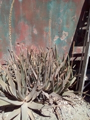 Aloe vera