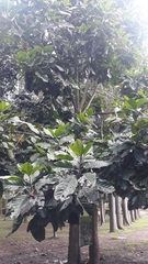 Magnolia hernandezii