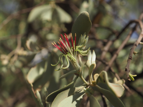 Amyema fitzgeraldii (Amyema fitzgeraldii)