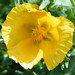 Yellow Horned Poppy - Photo (c) Phil Sellens, some rights reserved (CC BY)