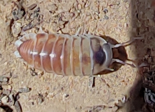Periscyphis omanensis