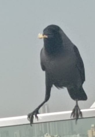 House Crow
