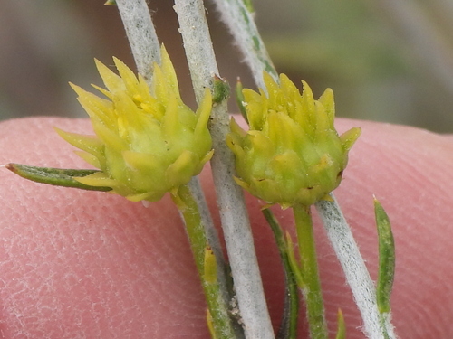 arfaj (Rhanterium epapposum)