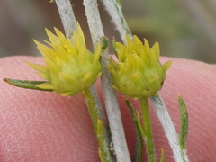 Rhanterium epapposum, photograph (c) Sam Kieschnick, some rights reserved (CC BY)