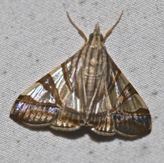 Agrioglypta zelimalis